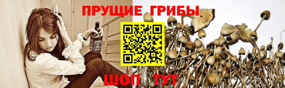 Тосно  Псилоцибиновые грибы MAGIC MUSHROOMS  Вход с VPN  Псилоцибиновые грибы мухоморы 